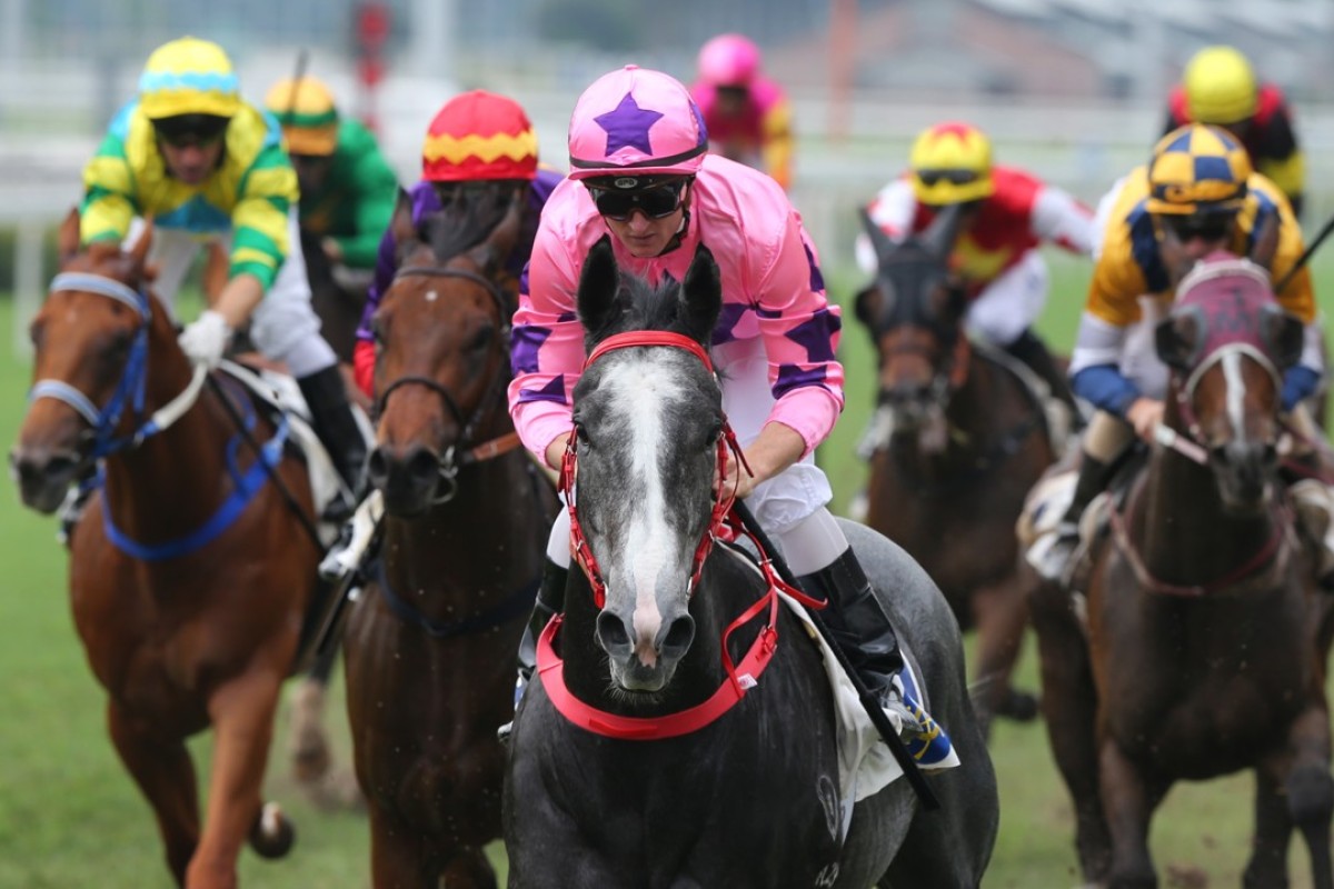 Zac Purton guides Hot King Prawn to a dominant debut victory at Sha Tin on Saturday. Photos: Kenneth Chan