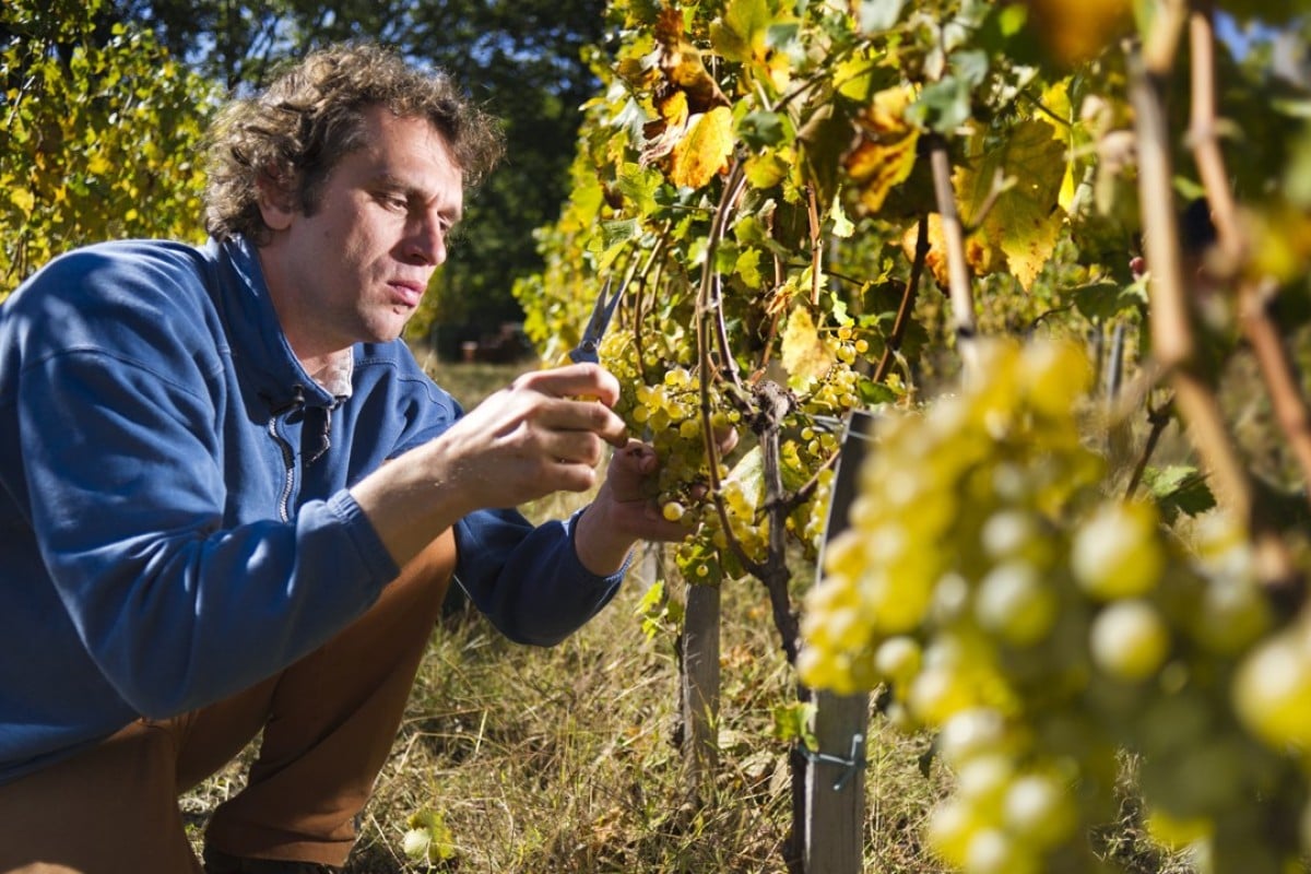 Slovenia S Winemakers Produce Stunning Whites And Reds Wine Master Primoz Lavrencicč At Work The Burja Estate Winery Slovenia Produces Some Outstanding