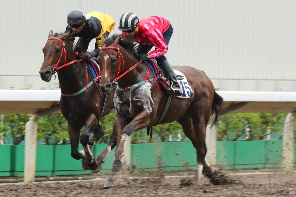 D B Pin (Karis Teetan, left) and Mr Stunning (Joao Moreira) go head to head in a trial on Friday at Sha Tin. Photos: Kenneth Chan.