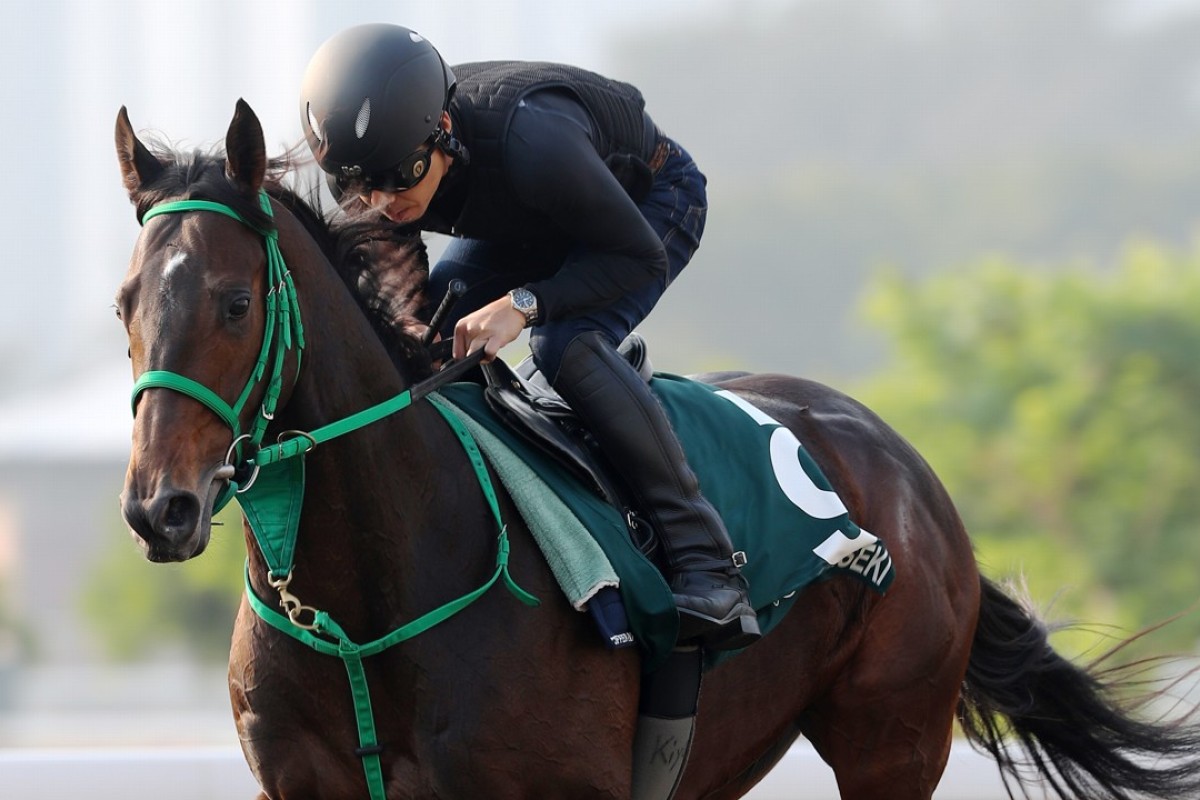 Hong Kong Vase contender Kiseki at trackwork. Photos: Kenneth Chan