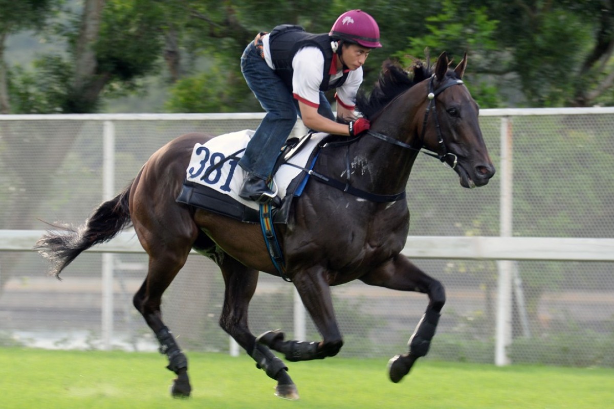 Let Us Win gallops on the Sha Tin turf. Photos: Kenneth Chan