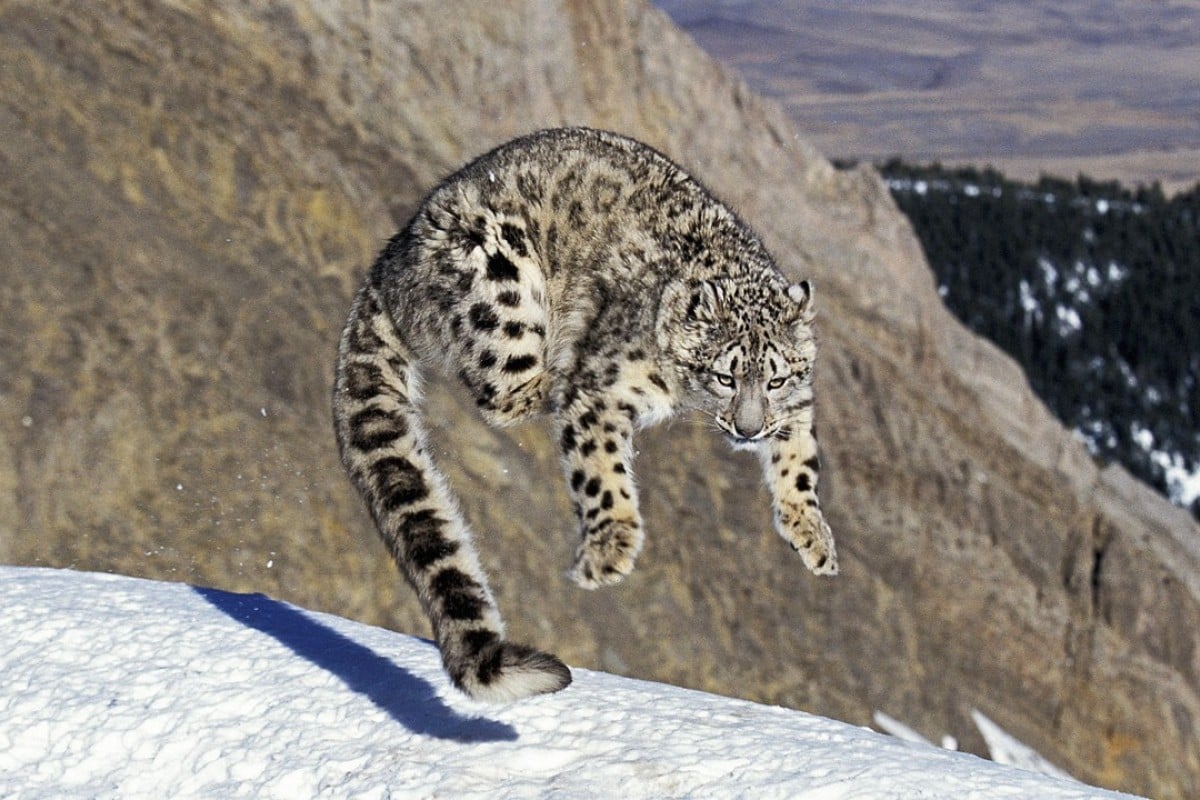 Snow leopard census: now it is off endangered species list, 12-nation