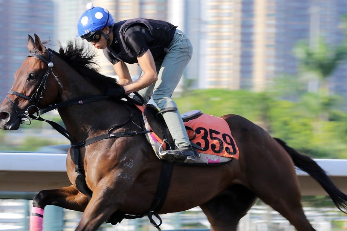 Shining On gallops on Sha Tin’s all-weather track. Photo: Kenneth Chan