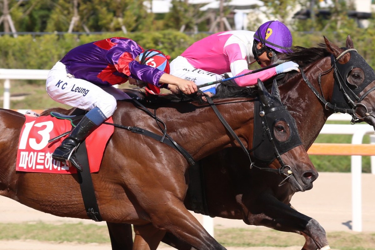 Fight Hero finishes a gallant second behind Moanin in the Korea Sprint. Photo: HKJC