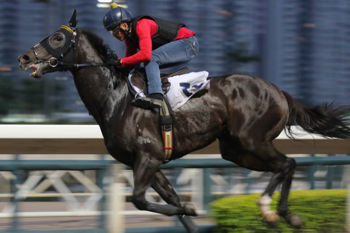 Mega Red gallops at Sha Tin on Thursday morning. Photos: Kenneth Chan