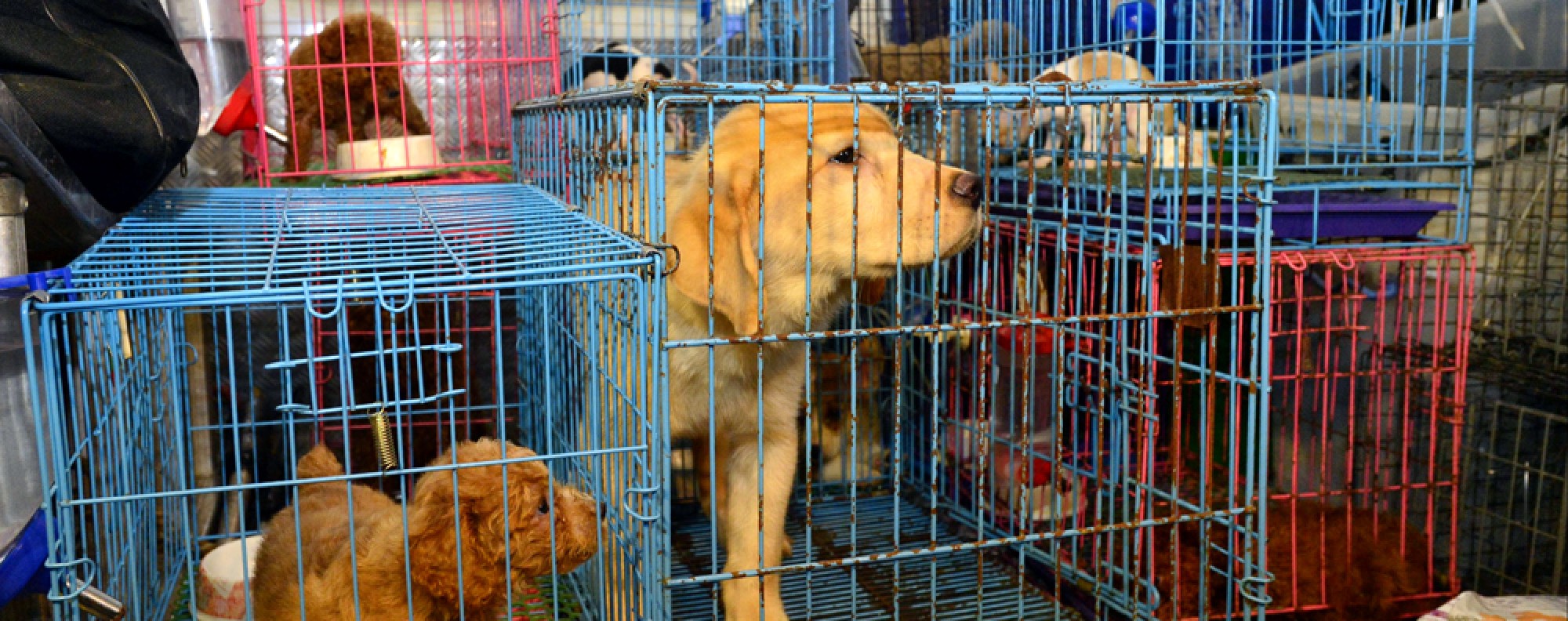 Hong Kong needs stiffer sentences for animal cruelty | South China Morning  Post