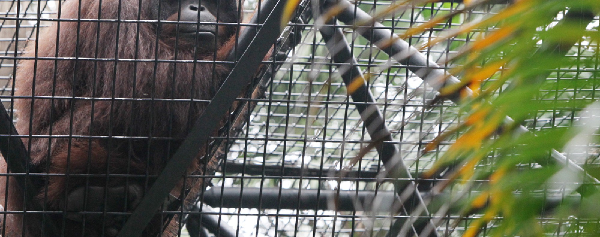 Opening another zoo will send wrong message to children | South China  Morning Post