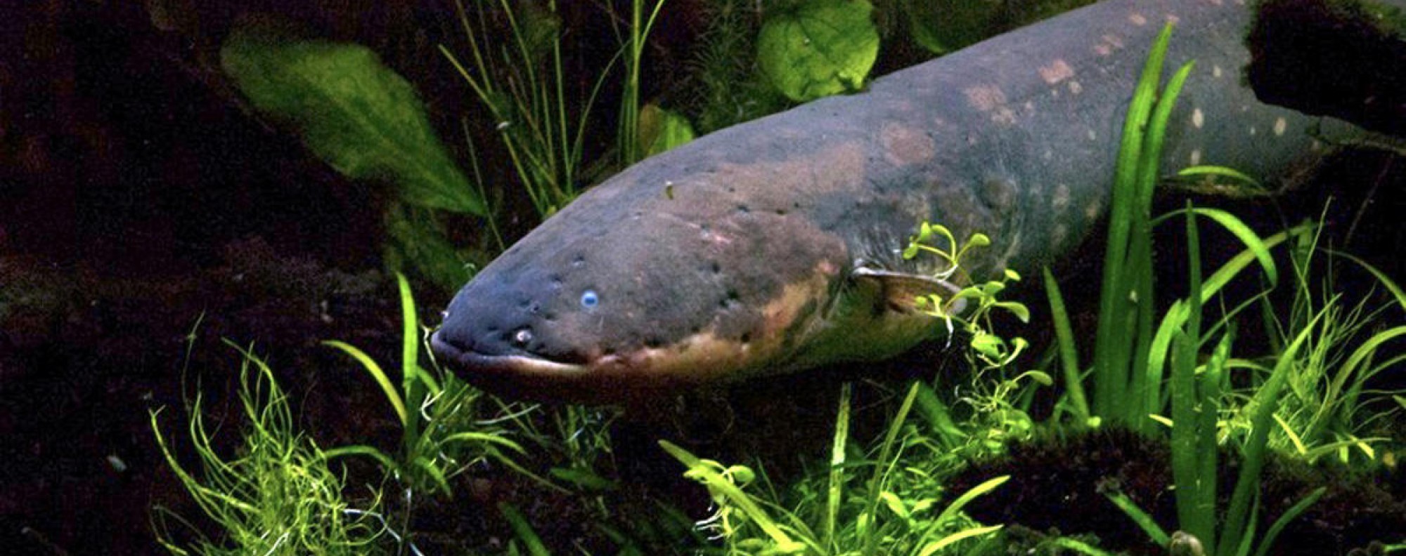 How electric eels got their power: DNA map reveals creature's secrets |  South China Morning Post