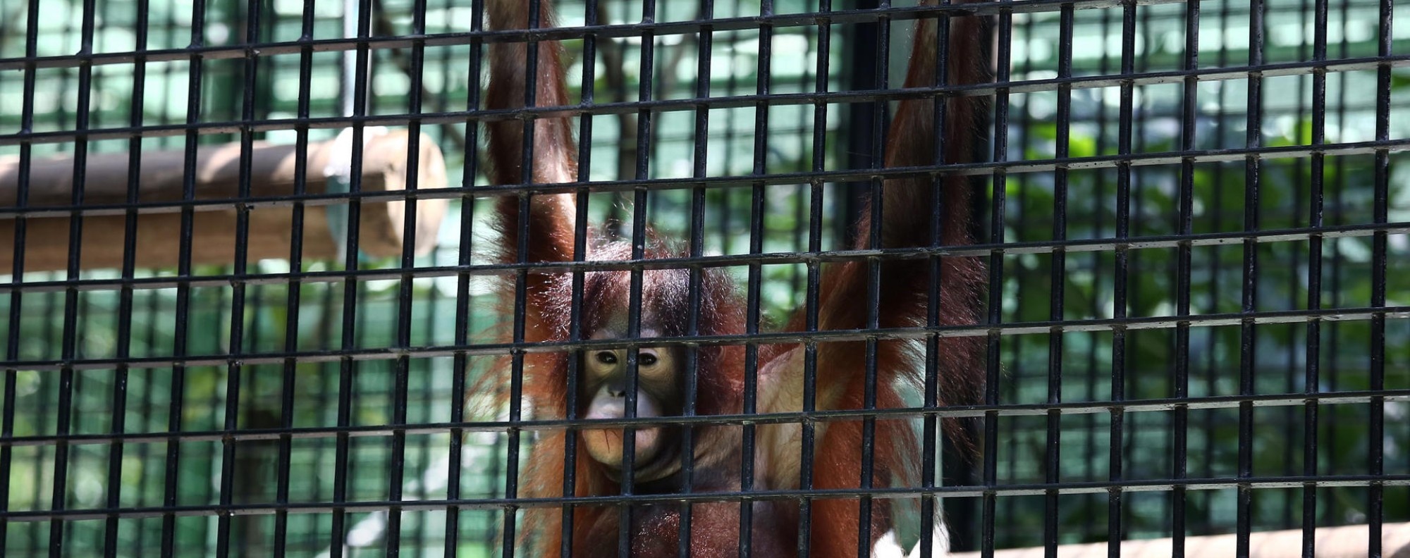 Small cages and nothing to do: Hong Kong Zoo animals 'trapped in the 19th century' | South China Morning Post Small cages and nothing to do: Hong Kong Zoo animals 'trapped in the 19th century' | South China Morning Post