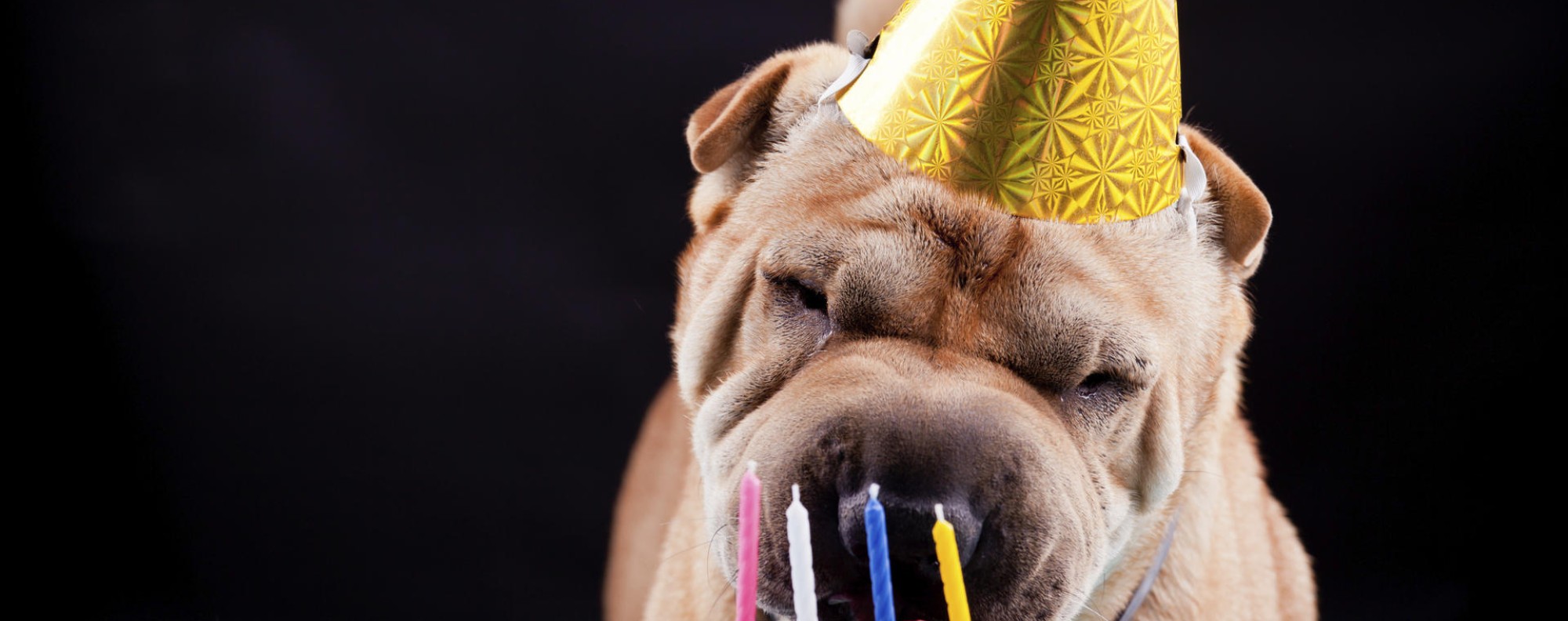 do dogs have birthdays