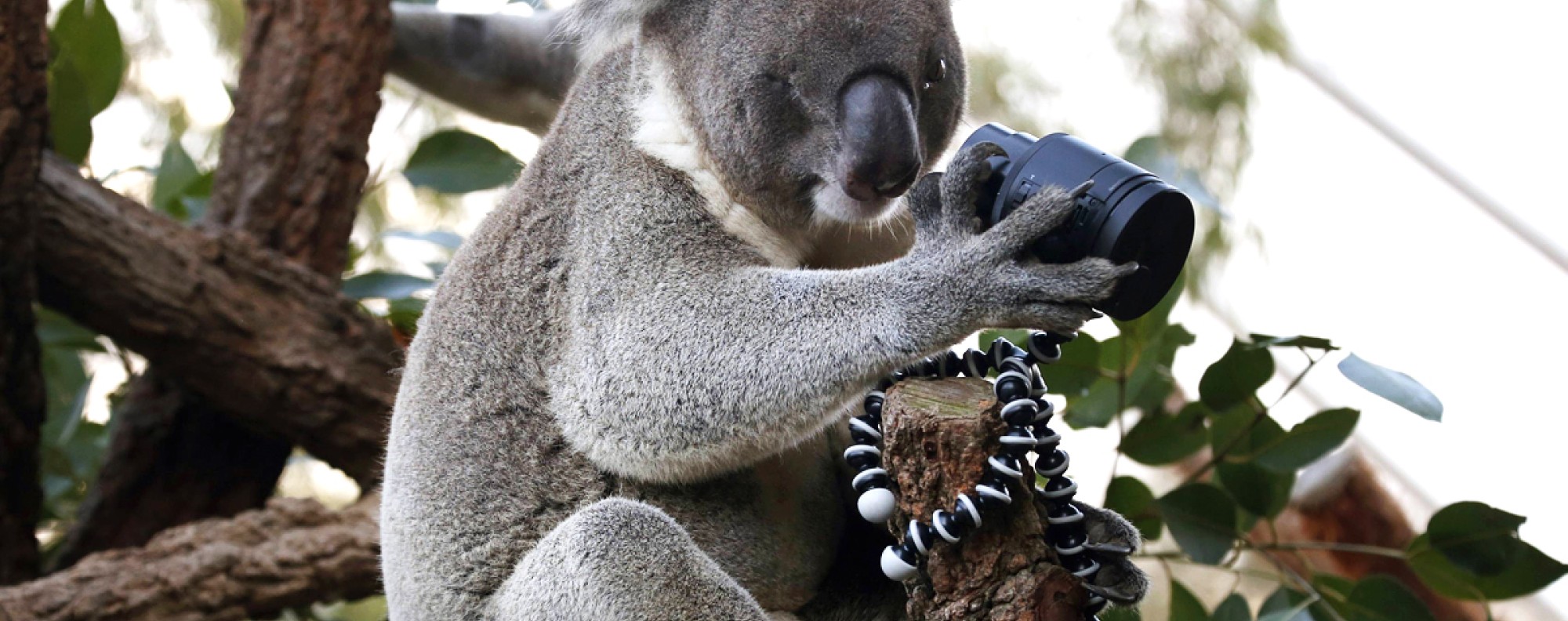 Nearly 700 koalas euthanised because of overpopulation in southeastern  Australia | South China Morning Post