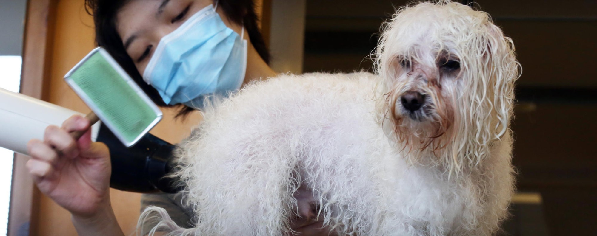 hong-kong-pet-grooming-cremation-services-get-a-mauling-from-consumers-watchdog-says-south-china-morning-post