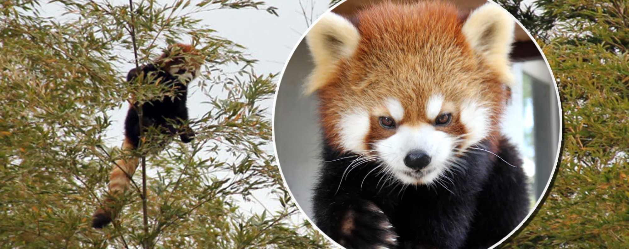 Bamboozled Japanese Zoo Recovers Runaway Red Panda After Frantic Search South China Morning Post