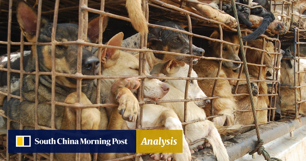 For The Love Of Dog South China Morning Post