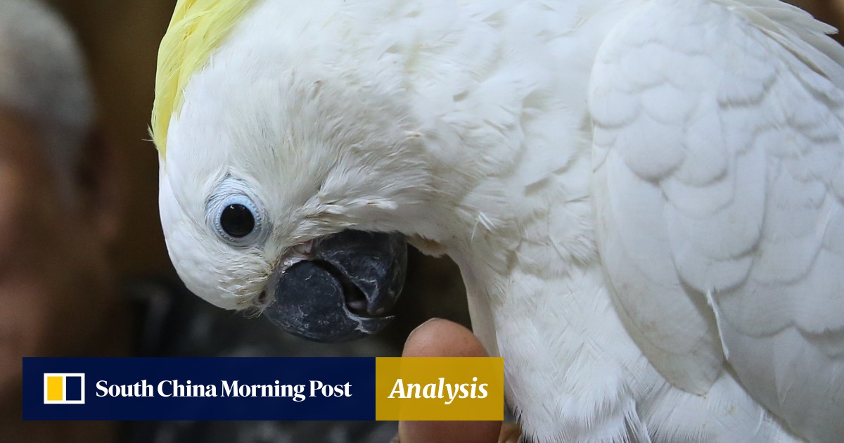 Where The Cockatoo Got Its Name From Not The English Cock