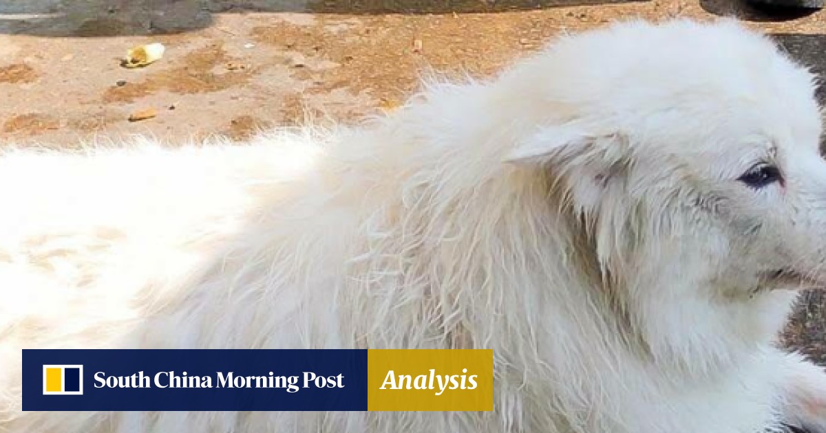 Wallpaper Man Who Threw Dog From Hong Kong Rooftop Because He Was Annoyed For Android Free