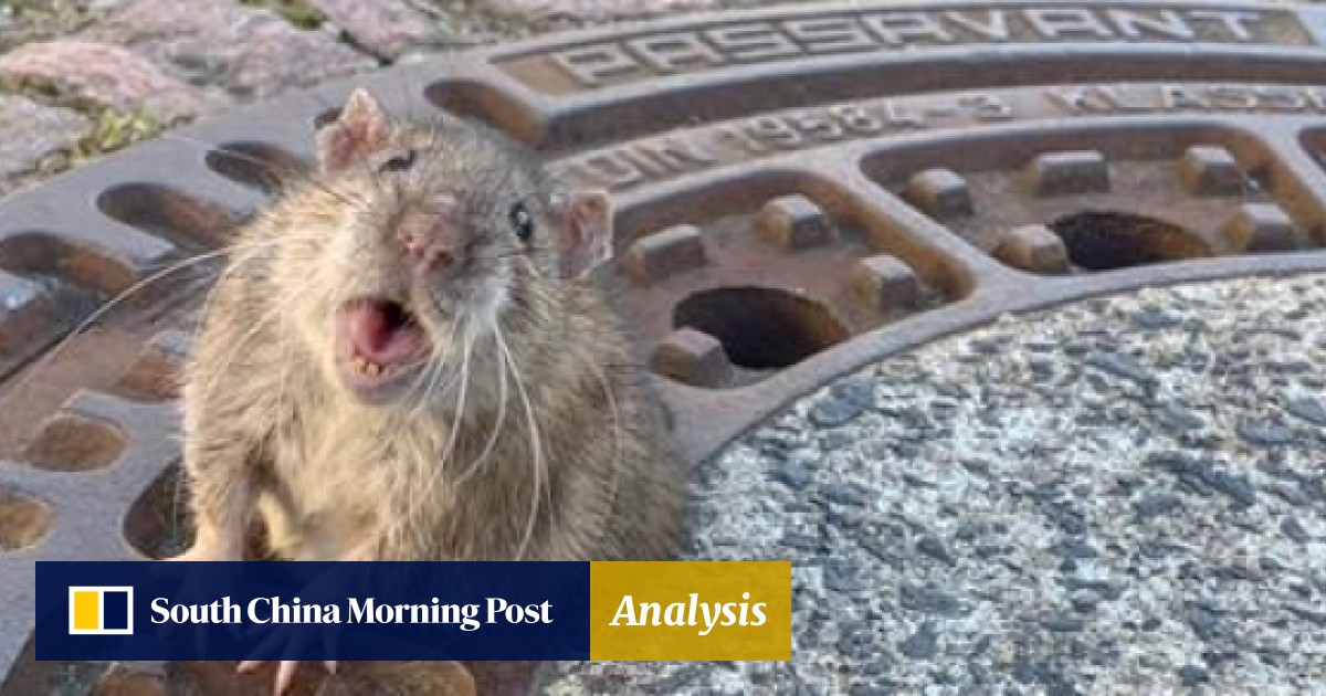 Fashion Rats Sewer 13 4a212a84 3a39 11e9 a334 8d034d5595df image hires 110536