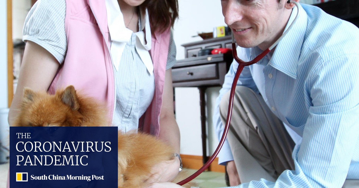 Get Wallpaper House Call Veterinarians Set Up Mobile Animal Clinics South Desktop Wallpaper Free