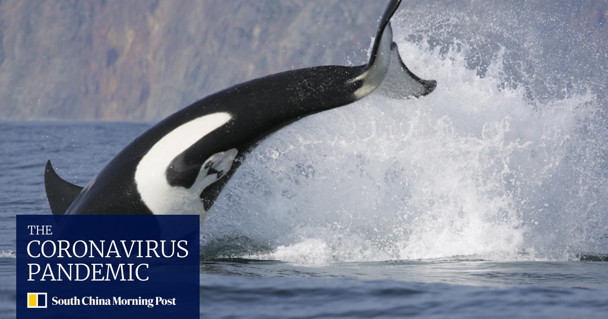 Could Zhuhai S New Ocean Kingdom Create A Market For Imported Killer Whales South China Morning Post