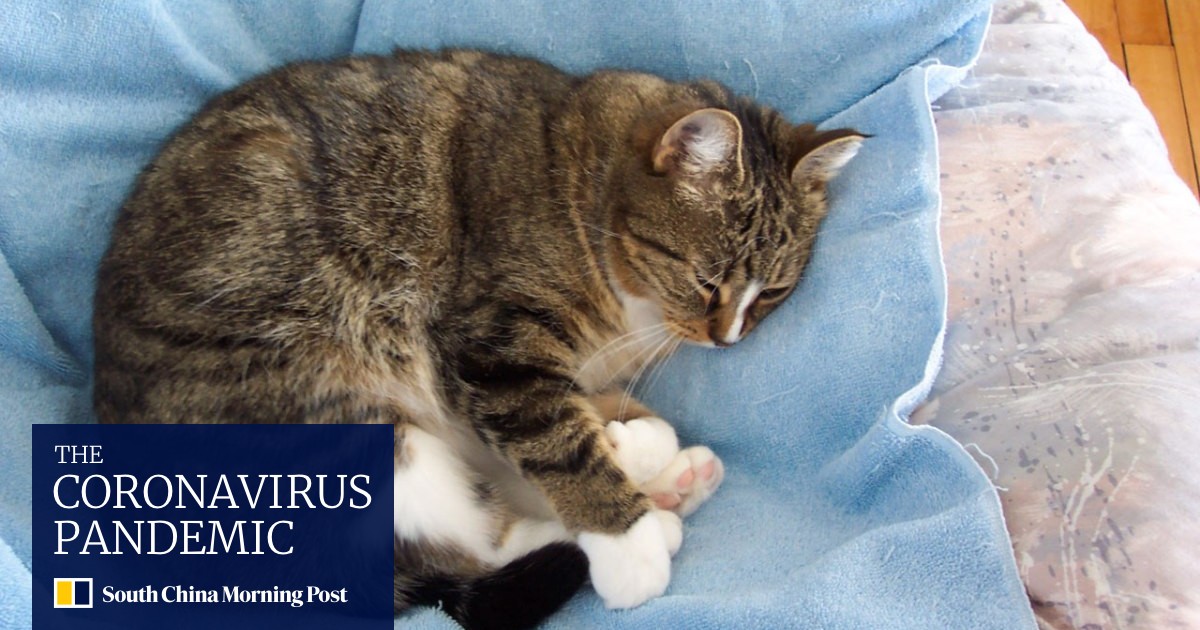 Us Researchers Find Dna Of Domestic Cats Closely Related To Wild