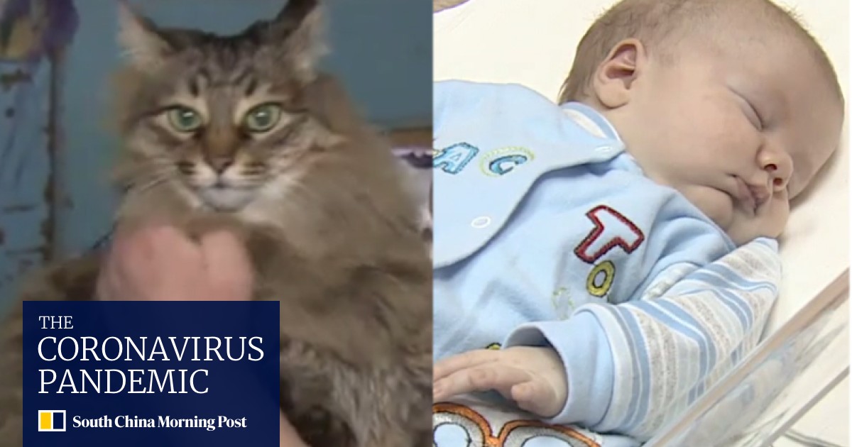 Stray Cat Saves Baby From Freezing To Death In Russia South China Morning Post