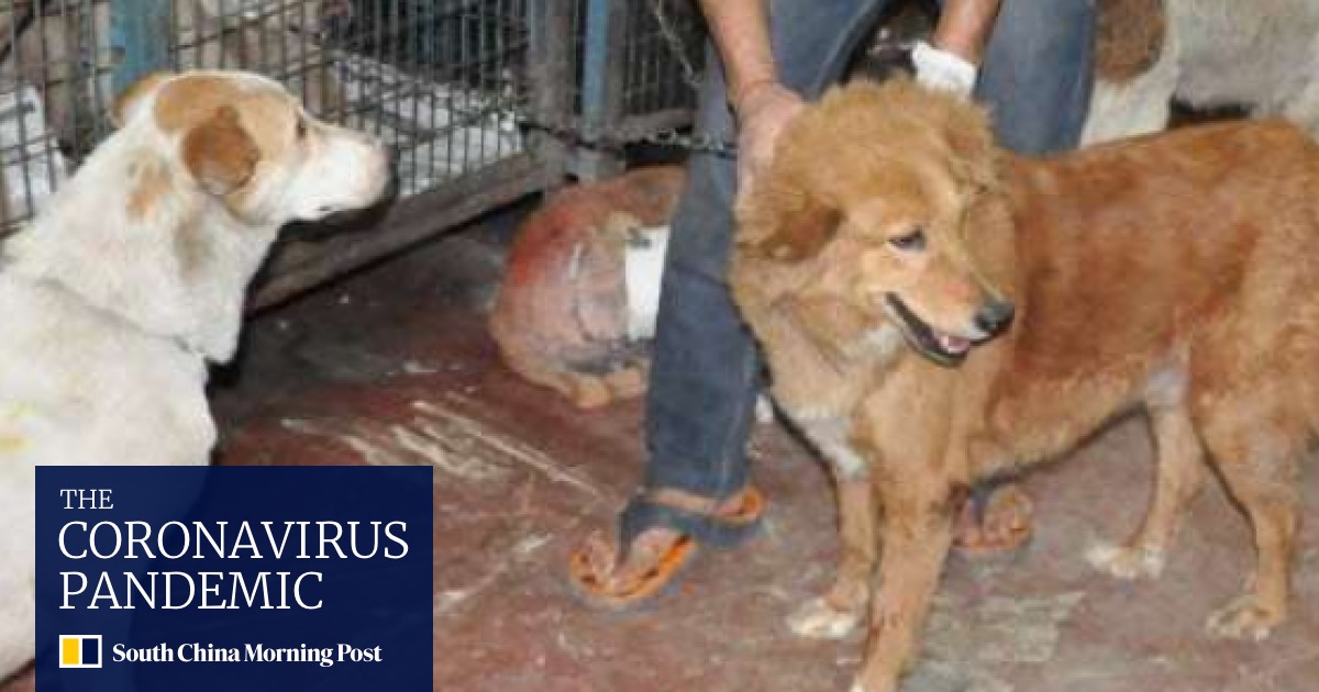 Cruelty Against Stray Animals On The Rise In India Amid Lack Of Effective Laws South China Morning Post I was bitten by a stray dog when i was walking in an unfamiliar and lonely lane. cruelty against stray animals on the