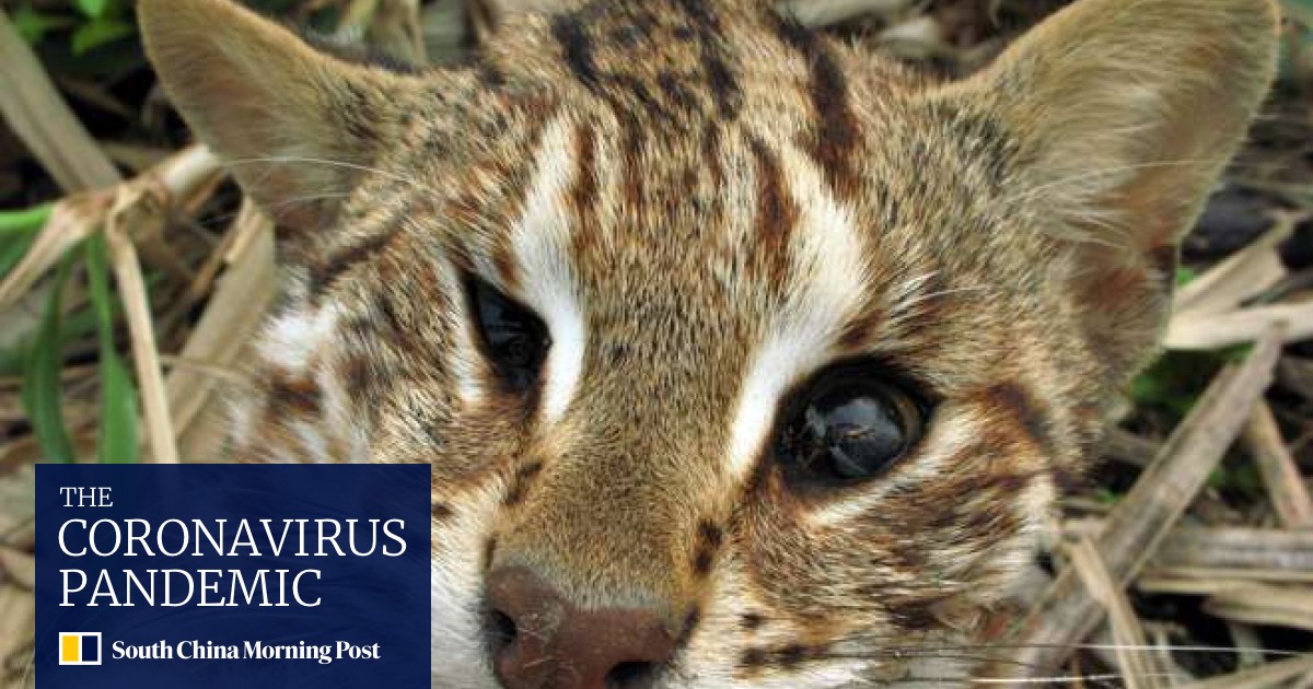 Hong Kong Roadkill Count Launched To Reduce Wildlife Deaths On