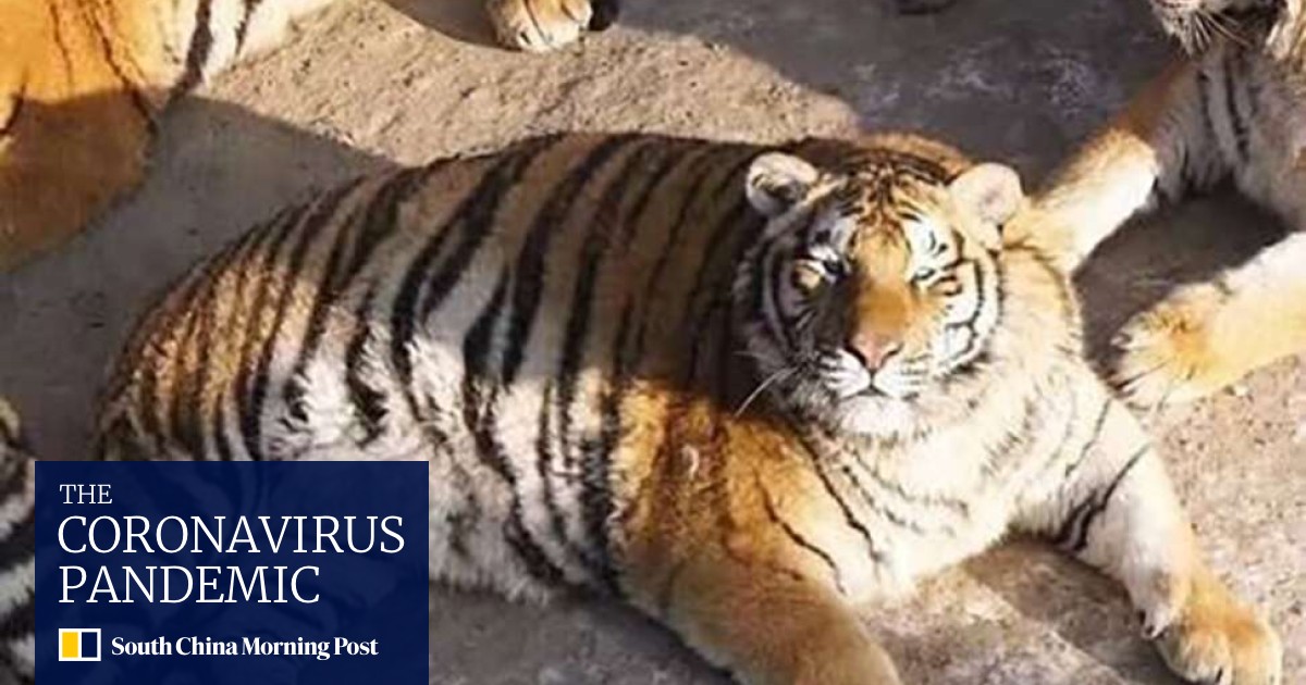 Obese Siberian Tigers In China Zoo Raise Giggles But Also Health