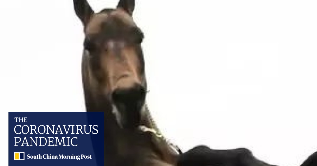 What An Ancient Horse Breed Tells Us About The Chinese Dream South China Morning Post
