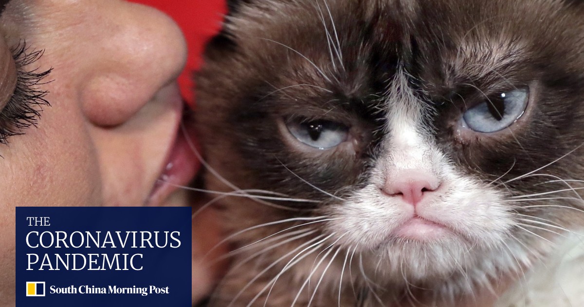 Grumpy Cat Wins Us 710 000 Court Payout Cat Still Haz No Lols