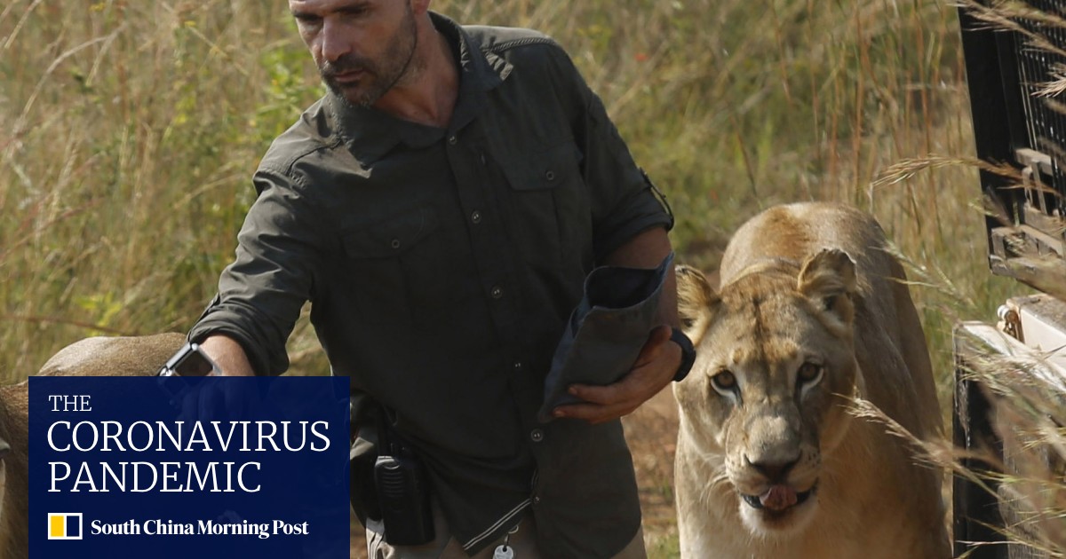 South Africa S Lion Whisperer Kevin Richardson Was Taking Big Cat For A Walk When It Killed Woman South China Morning Post