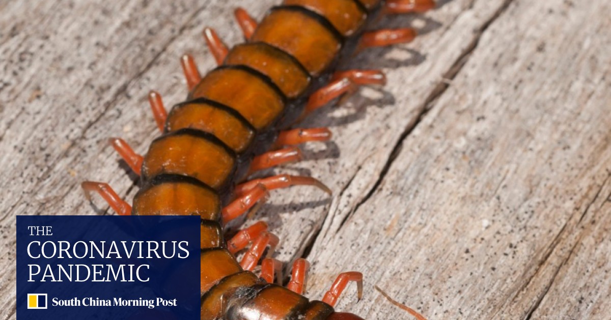 Venomous Creatures In Hong Kong From Jellyfish To Hornets To Centipedes Beware Some Can Kill South China Morning Post
