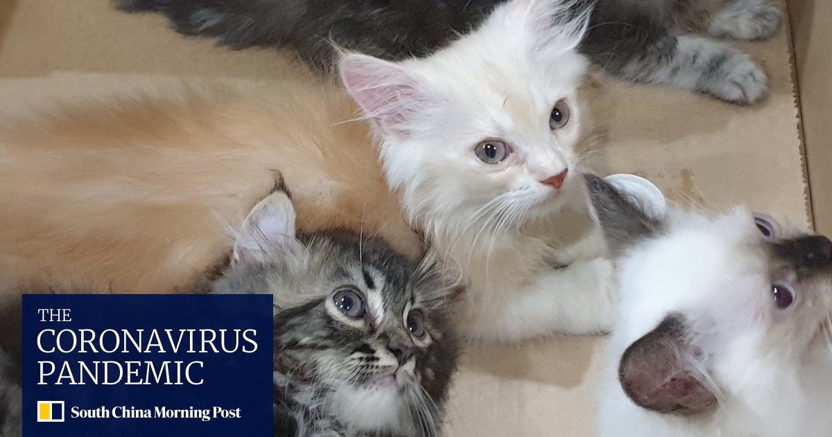 Would Be Smuggler Who Stuffed Four Kittens Down Trousers Arrested By Singapore Immigration Officers South China Morning Post