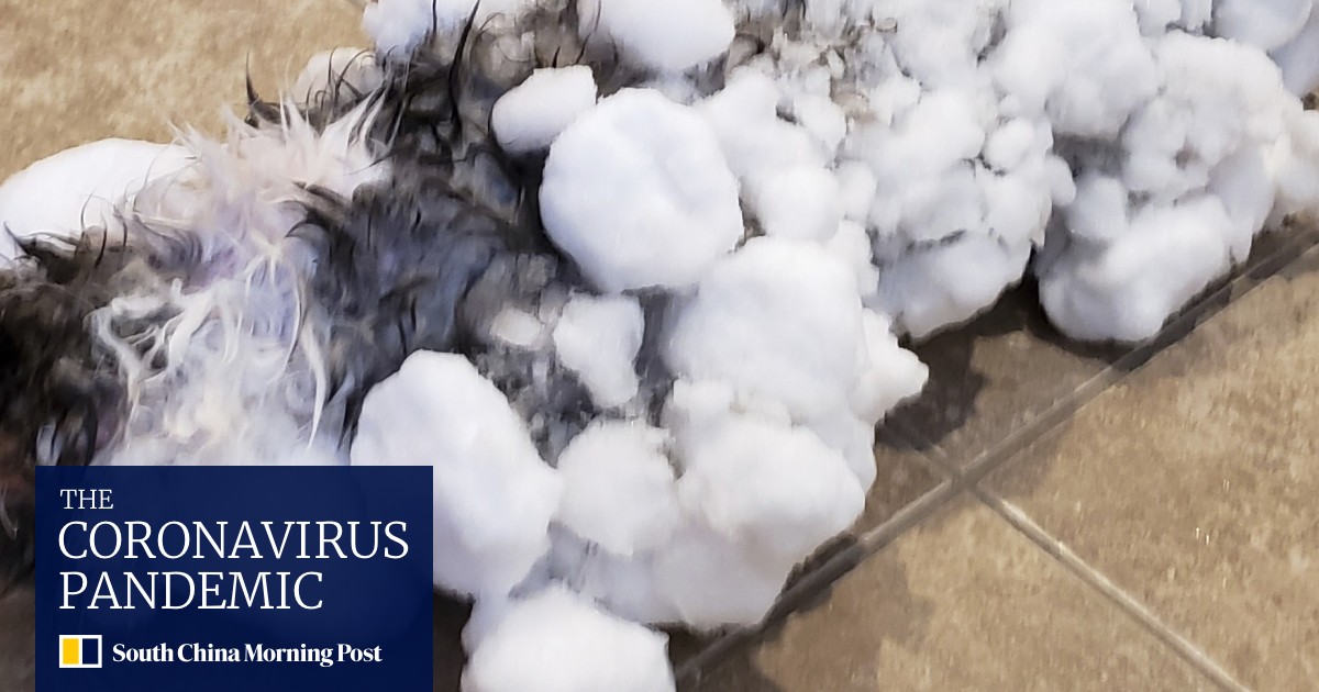 Crabby But Alive Frozen Cat Fluffy Is Revived After Being Found