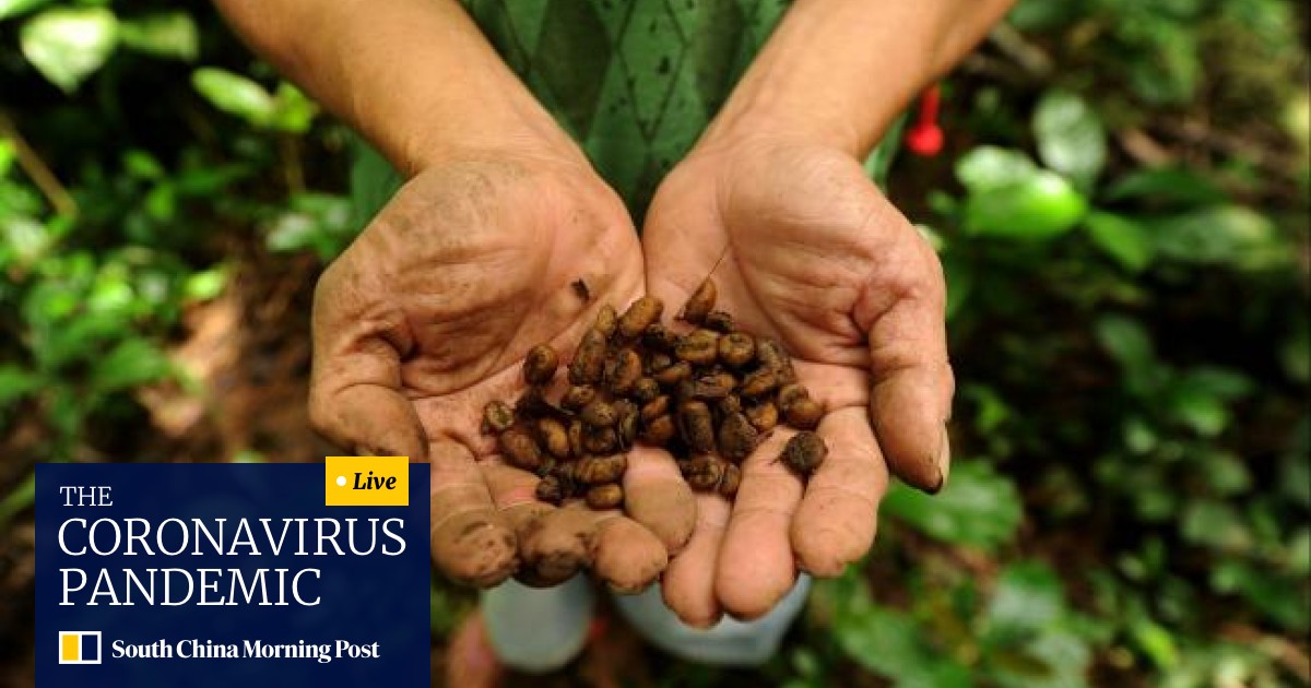 Anyone For Civet Cat Coffee South China Morning Post
