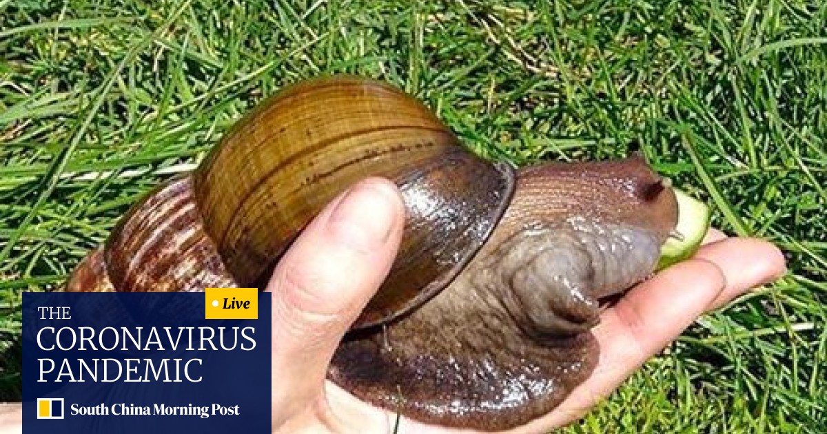 Many Chinese Disappointed Giant Snails Can T Be Eaten South China Morning Post