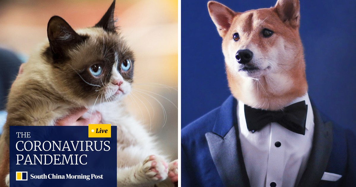 Grumpy Cat Move Over Dogs Snapping At Feline Heels In Battle For