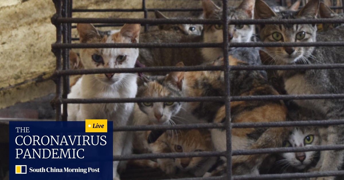Cruel Trade The Flourishing Cat Meat Restaurants Of North Vietnam
