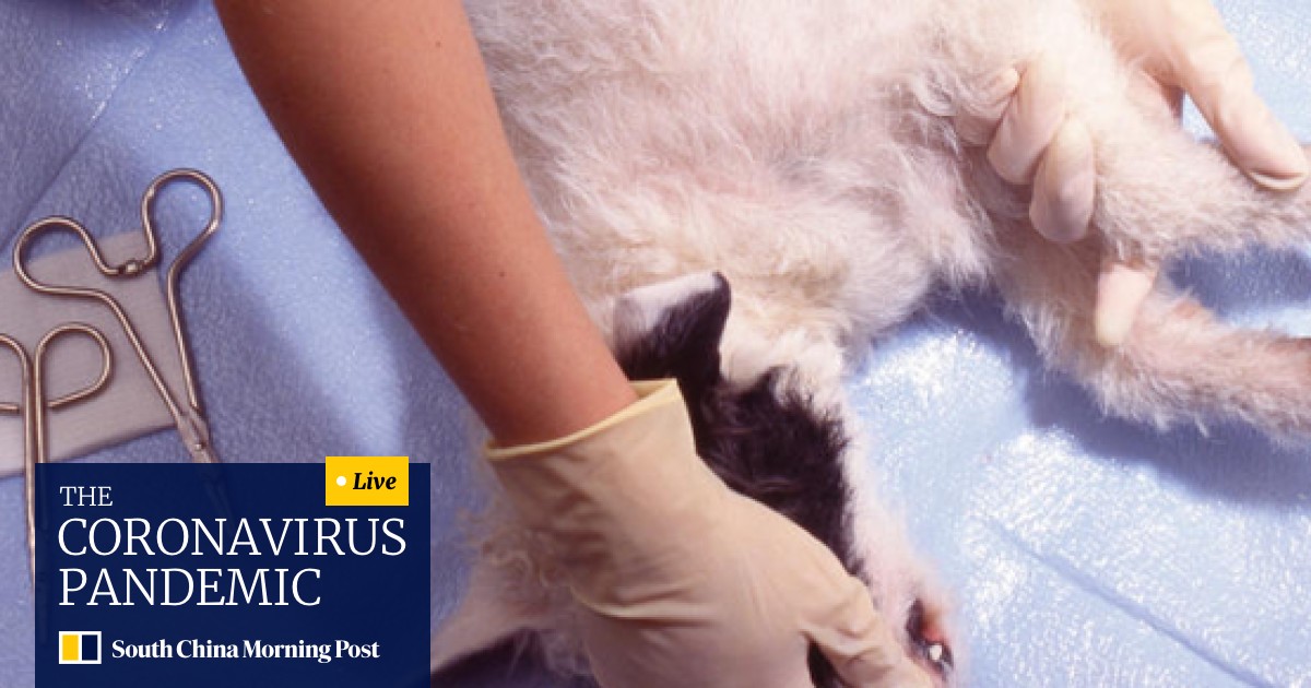 Seven Tips To Help Pets Recover From Desexing South China