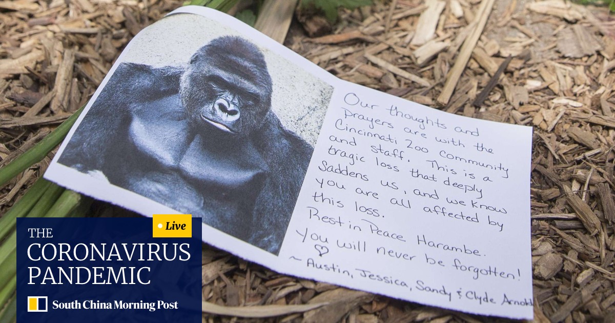 Blame The Ugly Tradition Of Zoos For Harambe The Gorilla S Killing South China Morning Post Parents of child who fell into gorilla harambe's cage will not face charges the parents of a little boy who fell into a gorilla's enclosure at the zoo forcing keepers to shoot it will not face. zoos for harambe the gorilla s killing