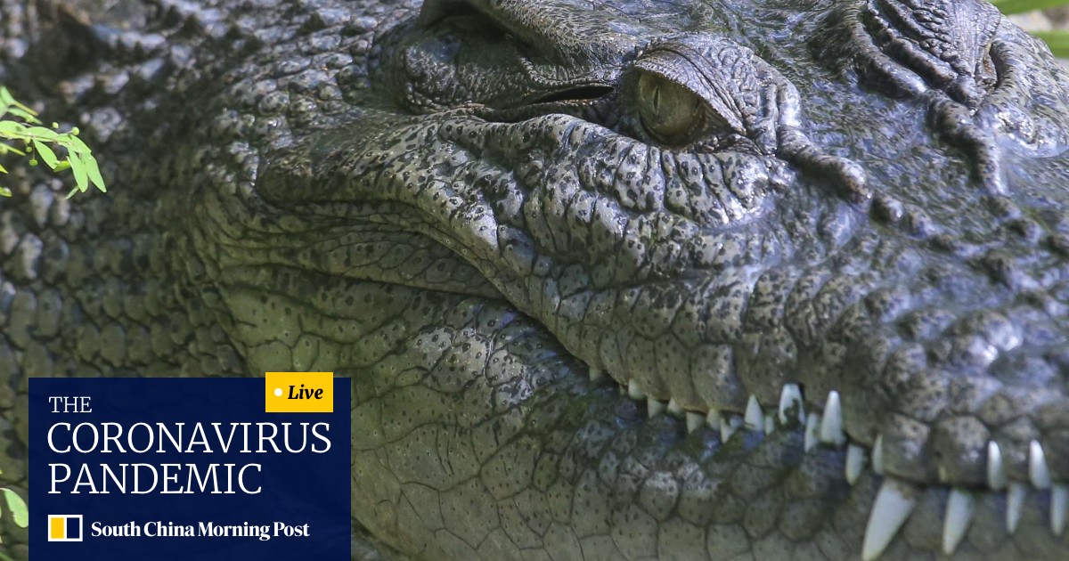 Catching Up With Pui Pui Crafty Croc Who Captivated Sars Weary