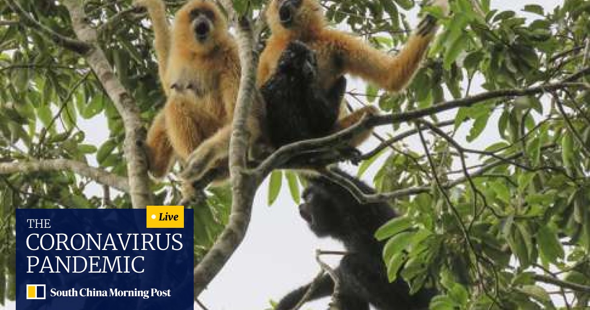 Postbode staart Bergbeklimmer Can the world's rarest mammal, the Hainan gibbon, be brought back from the  brink? | South China Morning Post