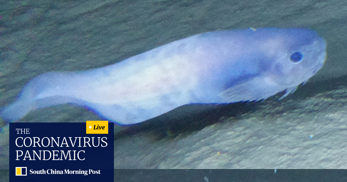 Scientists Discover Three Ghostly New Sea Creatures 6 4km Deep In The Pacific Ocean South China Morning Post