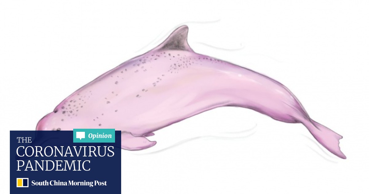 Video Of Grieving Pink Dolphin Mother Underscores Plight Of