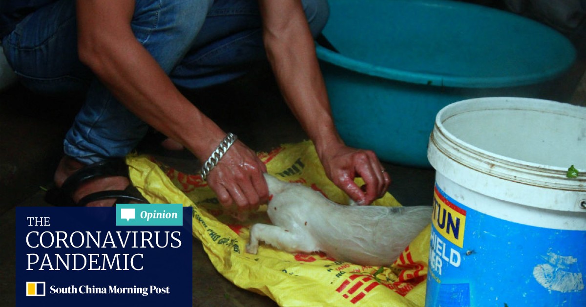 It S Sweeter And Tenderer Than Dog Meat Vietnam S Taste For Cat Leaves Pets In Peril South China Morning Post