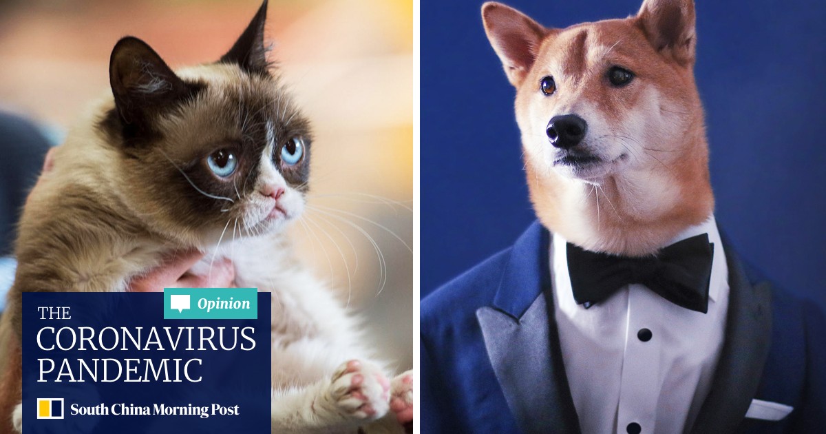 Grumpy Cat Move Over Dogs Snapping At Feline Heels In Battle For