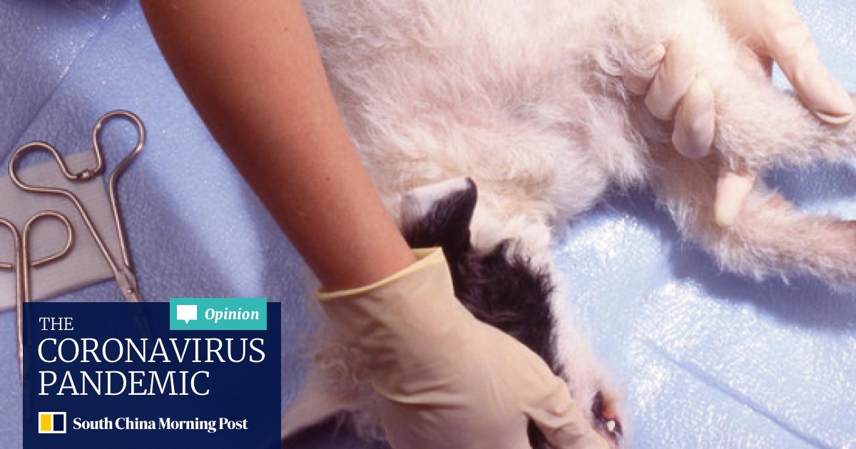 Seven Tips To Help Pets Recover From Desexing South China
