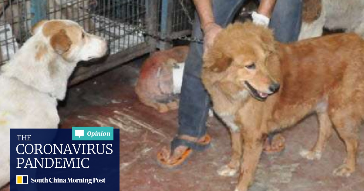 Cruelty Against Stray Animals On The Rise In India Amid Lack Of Effective Laws South China Morning Post