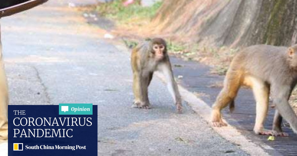 Wild Behaviour On Hong Kong S Monkey Mountain South China