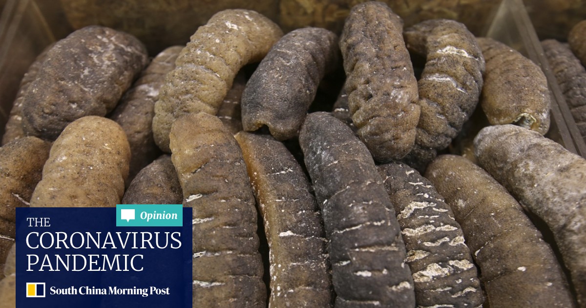 The Sea Cucumber Smuggling Scheme That Made Us Family Millions By Shipping Them To Asia South China Morning Post Sea cucumbers move across the seafloor by changing the water pressure in their feet; the sea cucumber smuggling scheme that